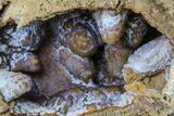 Unique, Agatized Fossil Coral Geode - Florida #188145-1
